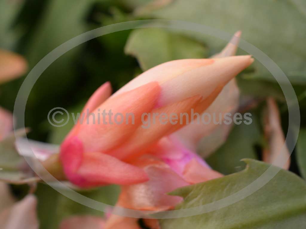 (image for) Thor Alex