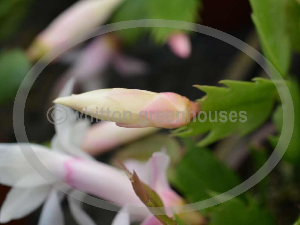 (image for) Thor Livia