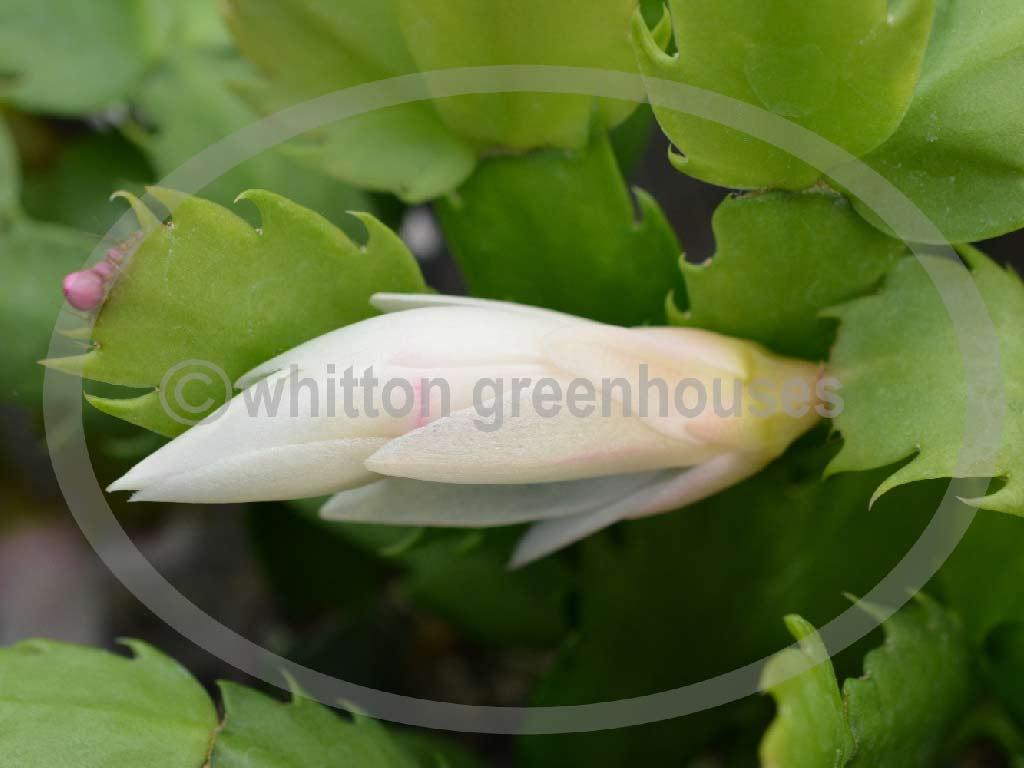 (image for) Thor Livia