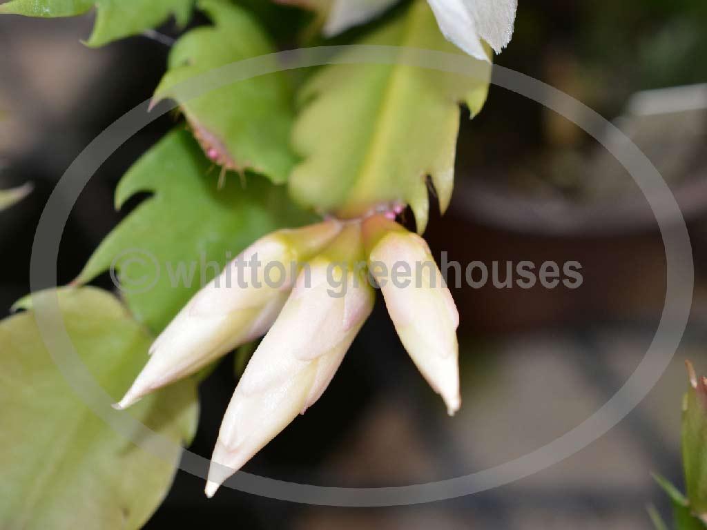 (image for) Thor Livia