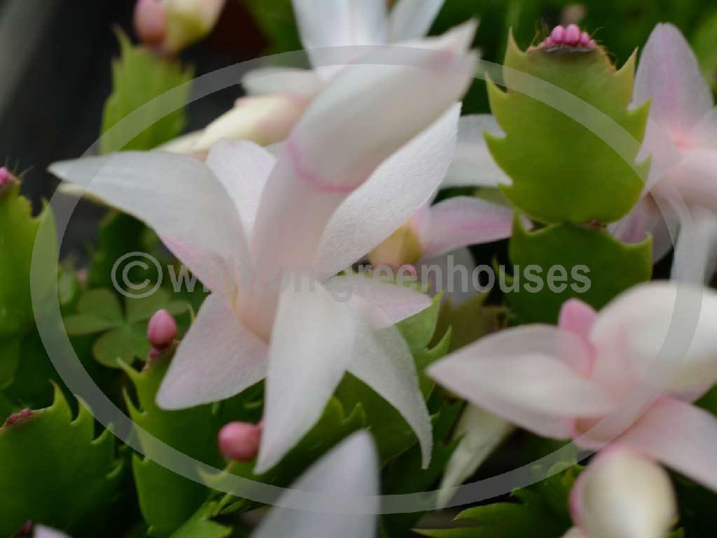 (image for) Thor Livia