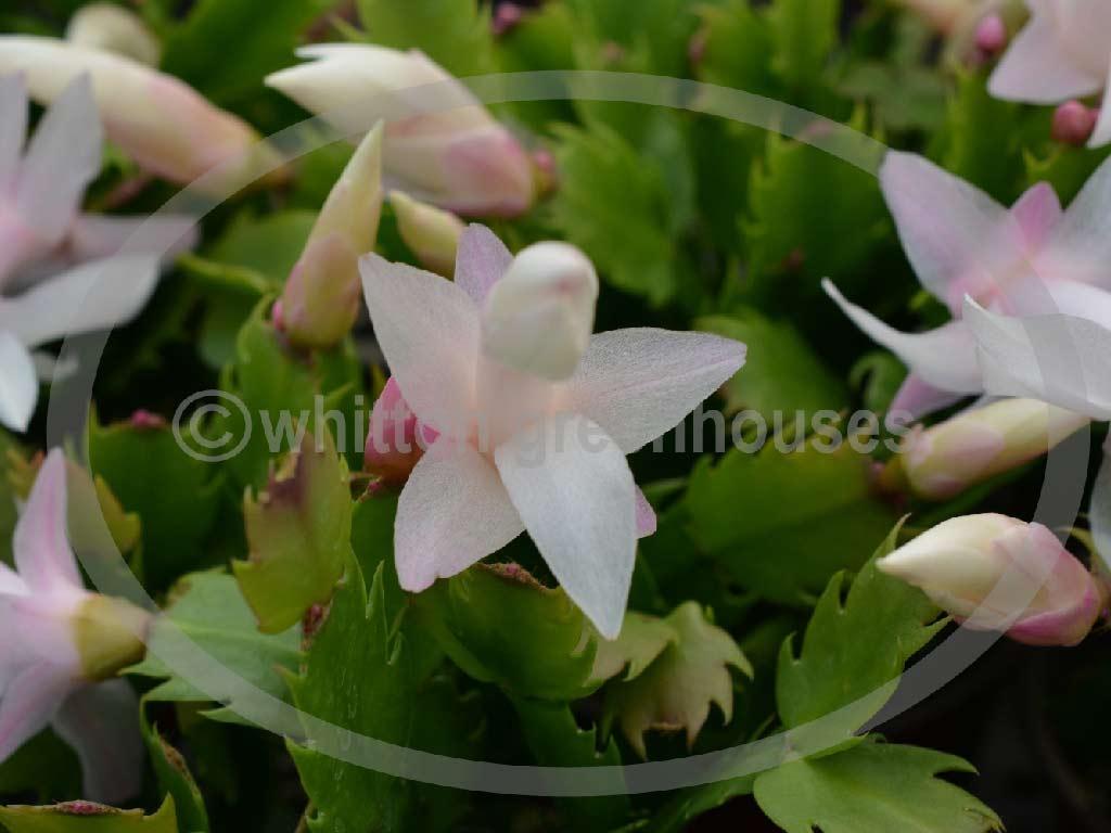 (image for) Thor Livia