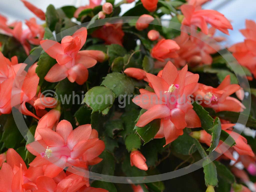 (image for) Twilight Tangerine