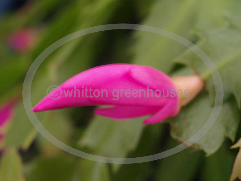 (image for) Thor Tina