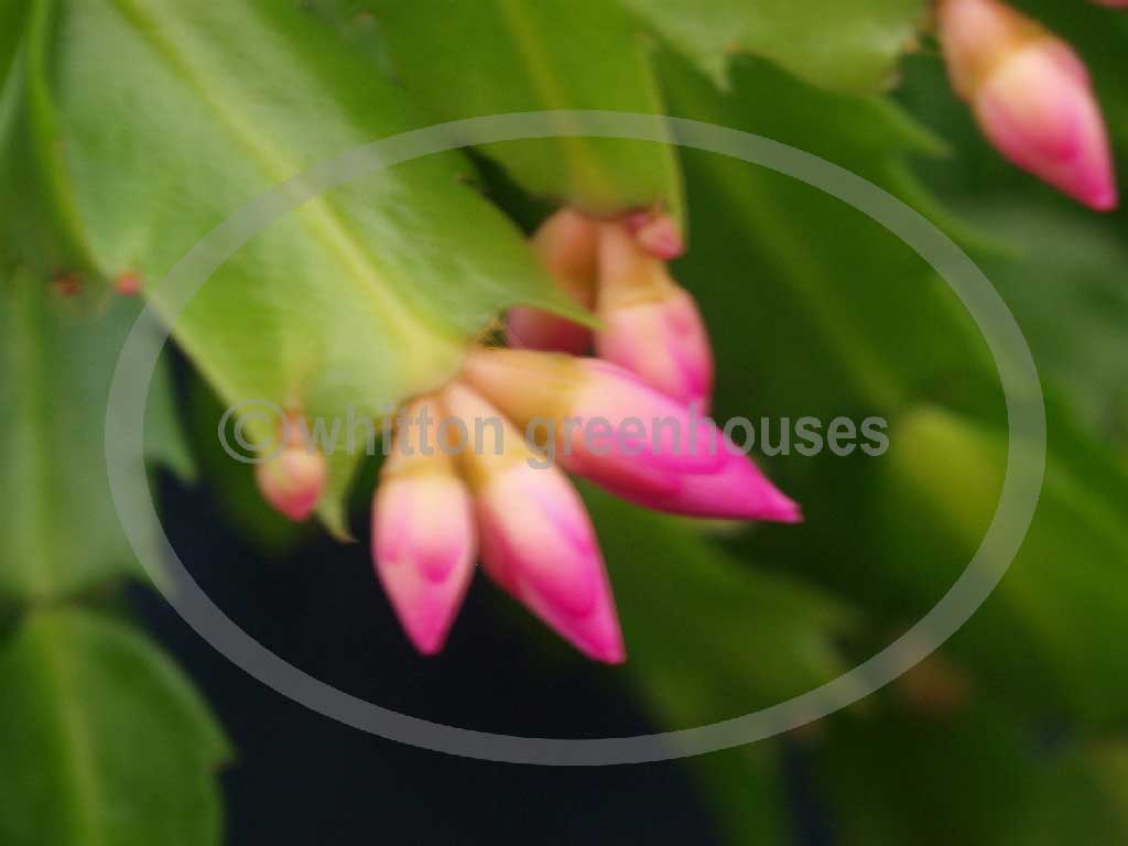 (image for) Thor Tina