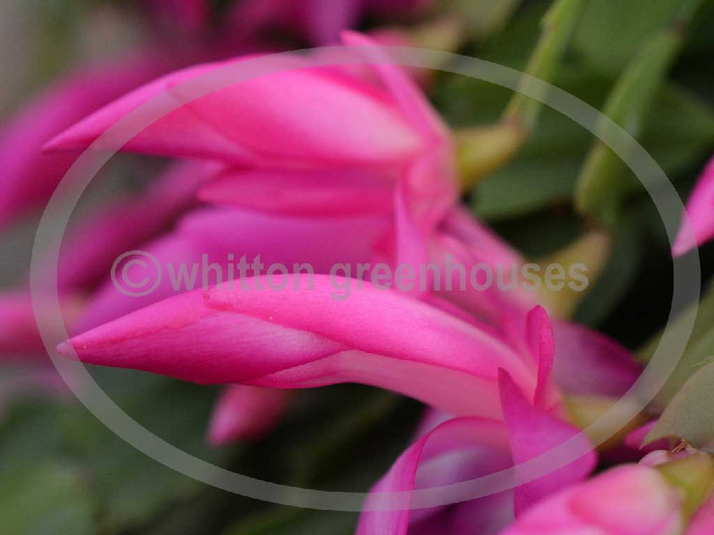 (image for) Thor Tina