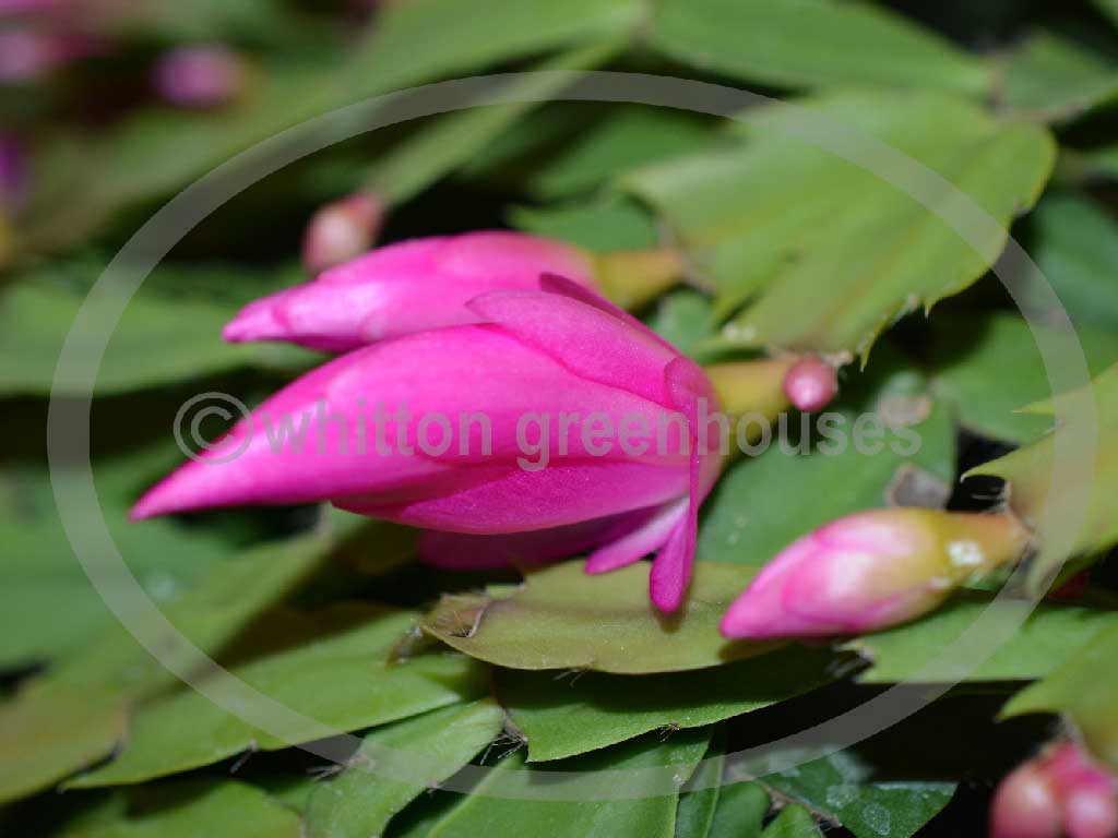 (image for) Thor Tina