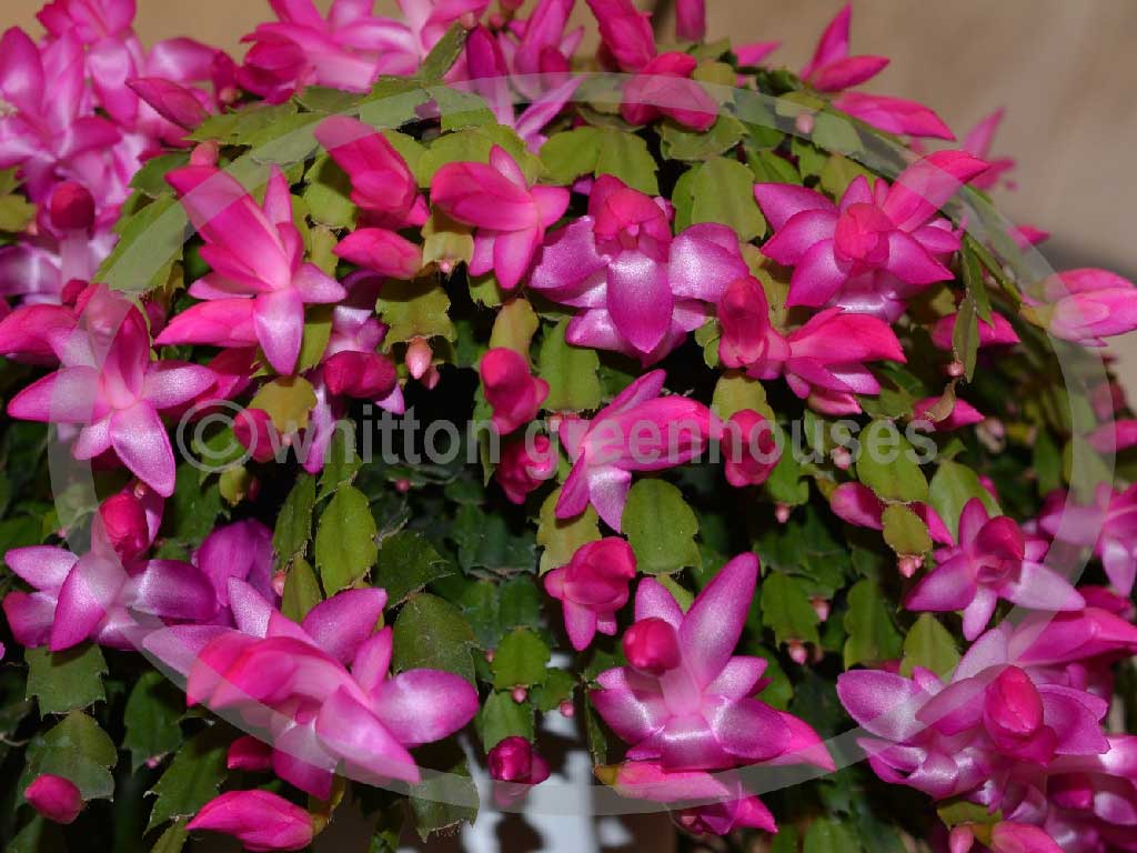 (image for) Thor Tina