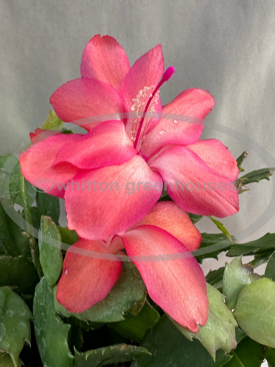 (image for) Thor Zita