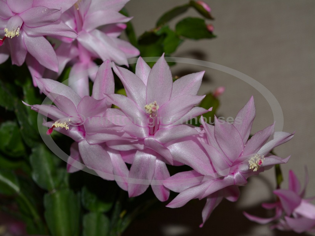 (image for) White Cristen