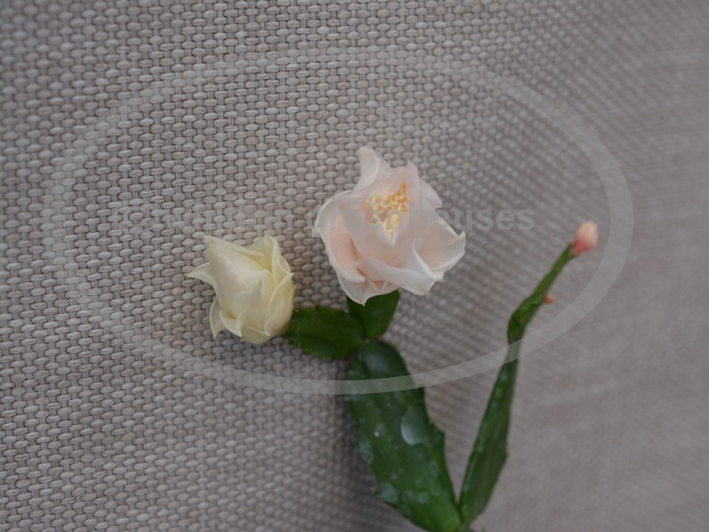 (image for) White Rose