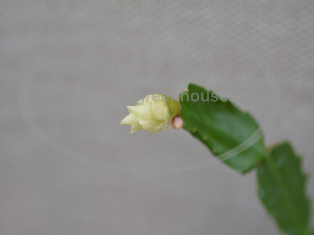 (image for) White Rose