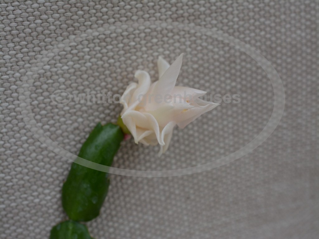 (image for) White Rose