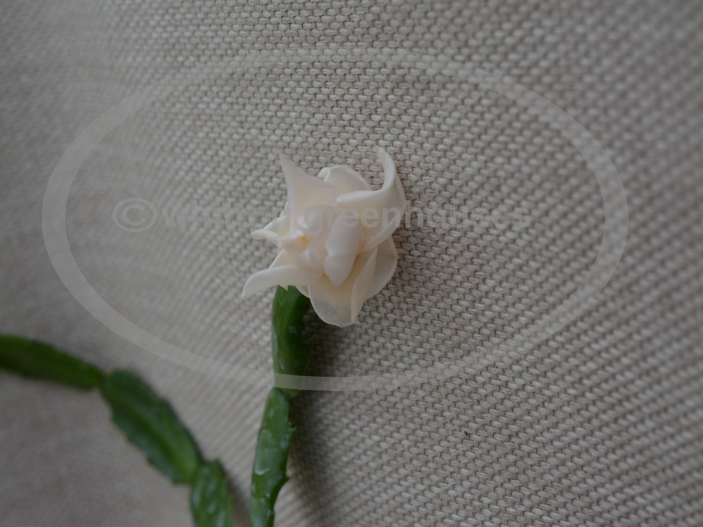(image for) White Rose
