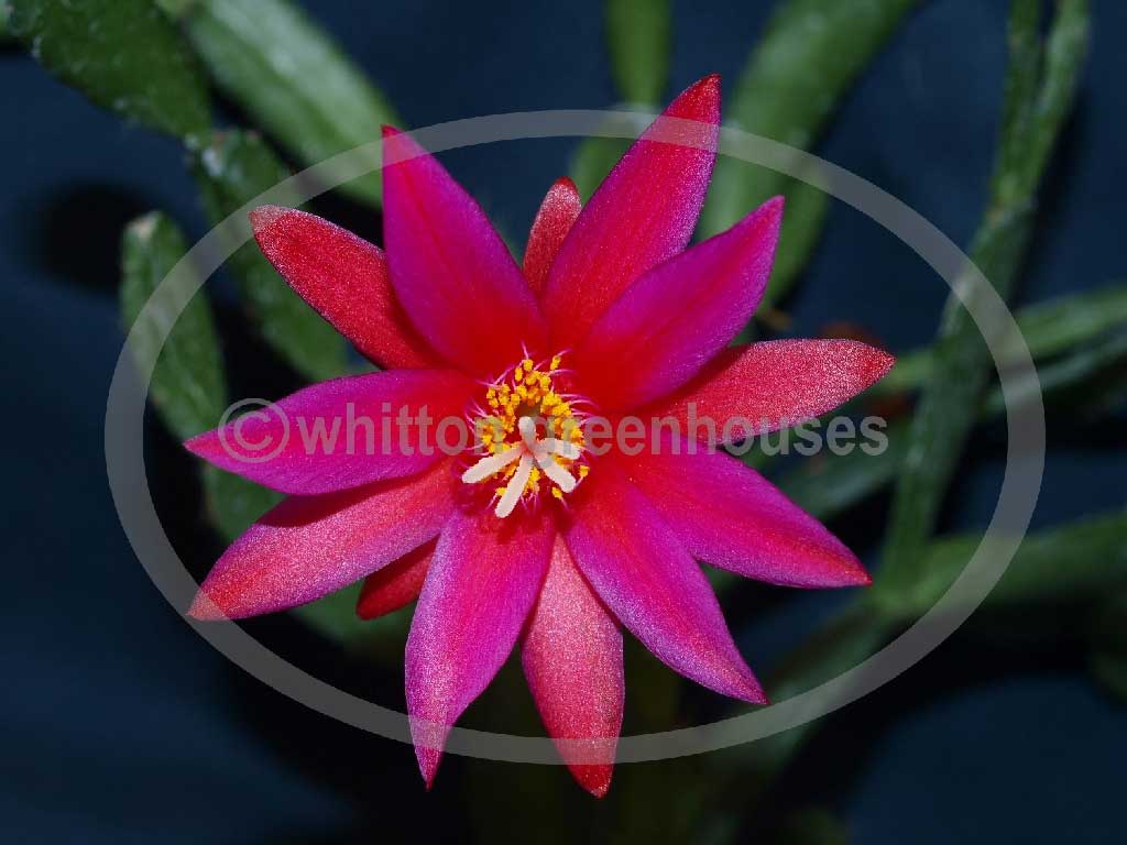 (image for) Aberdeen