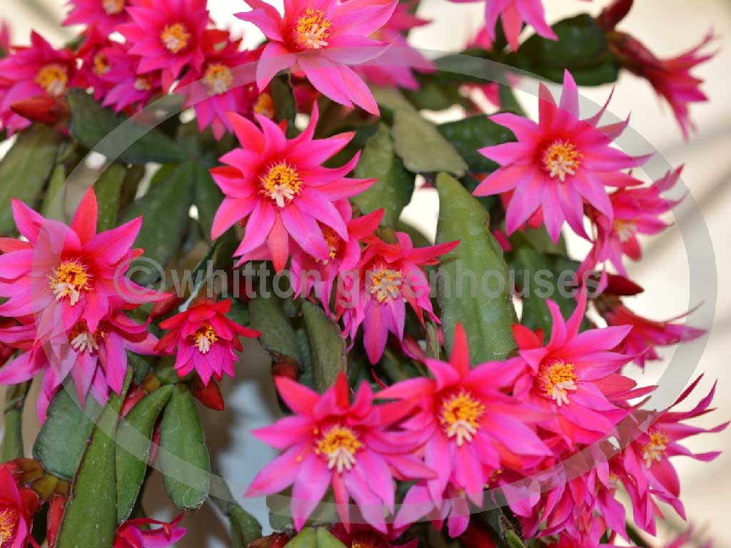 (image for) Aberdeen