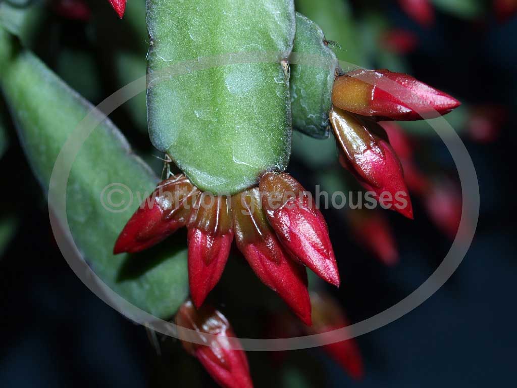 (image for) Aberdeen