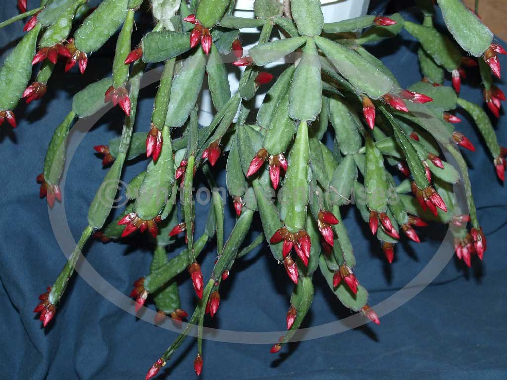 (image for) Aberdeen