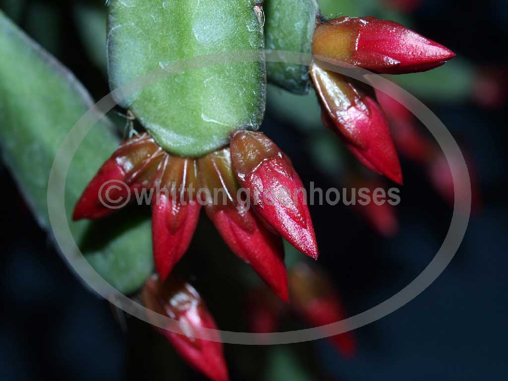 (image for) Aberdeen