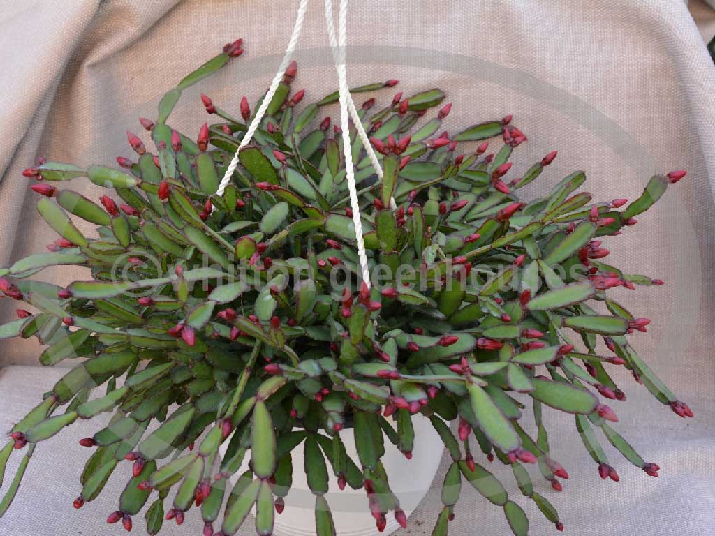 (image for) Aberdeen