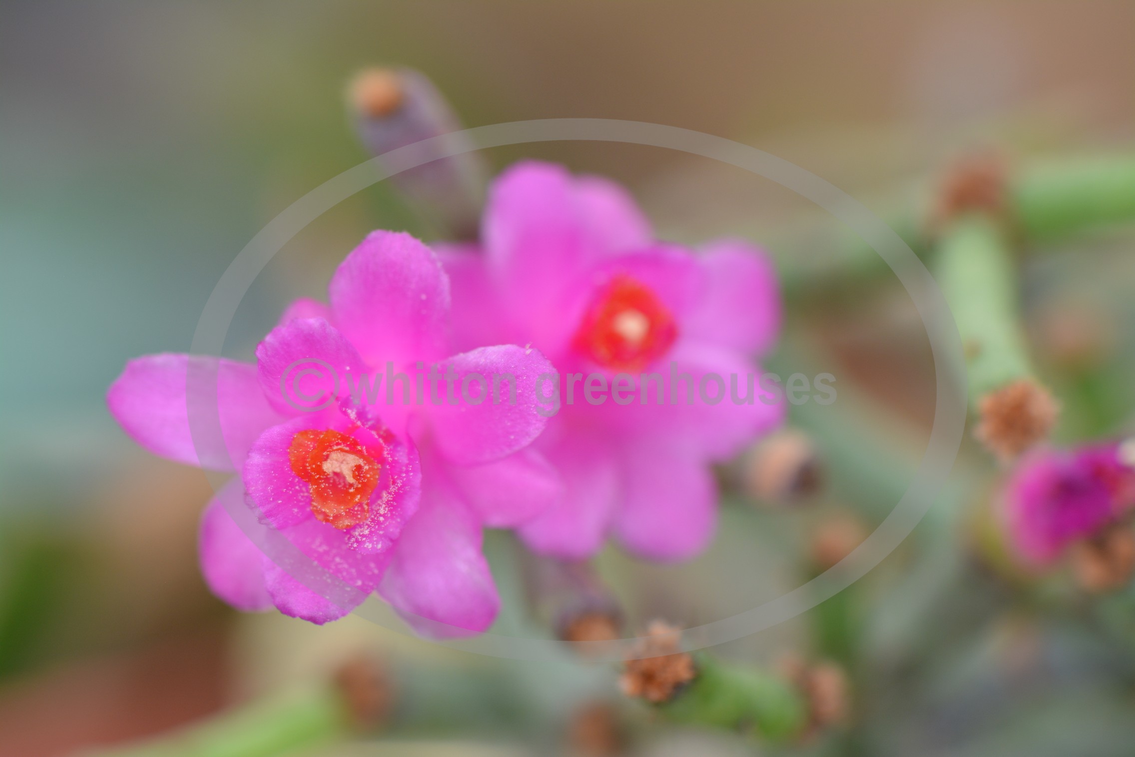 (image for) Hatiora herminiae