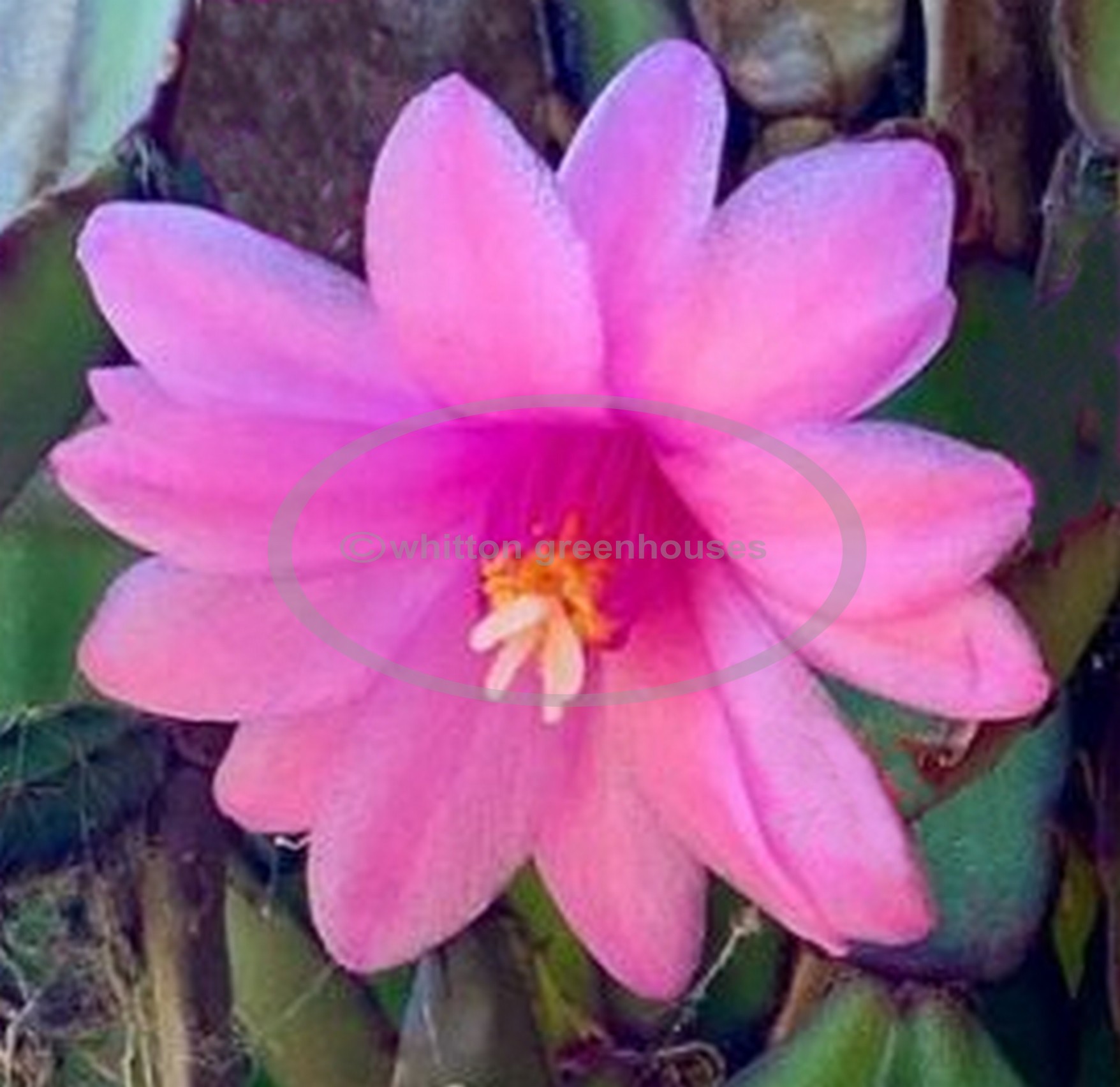 (image for) rosea