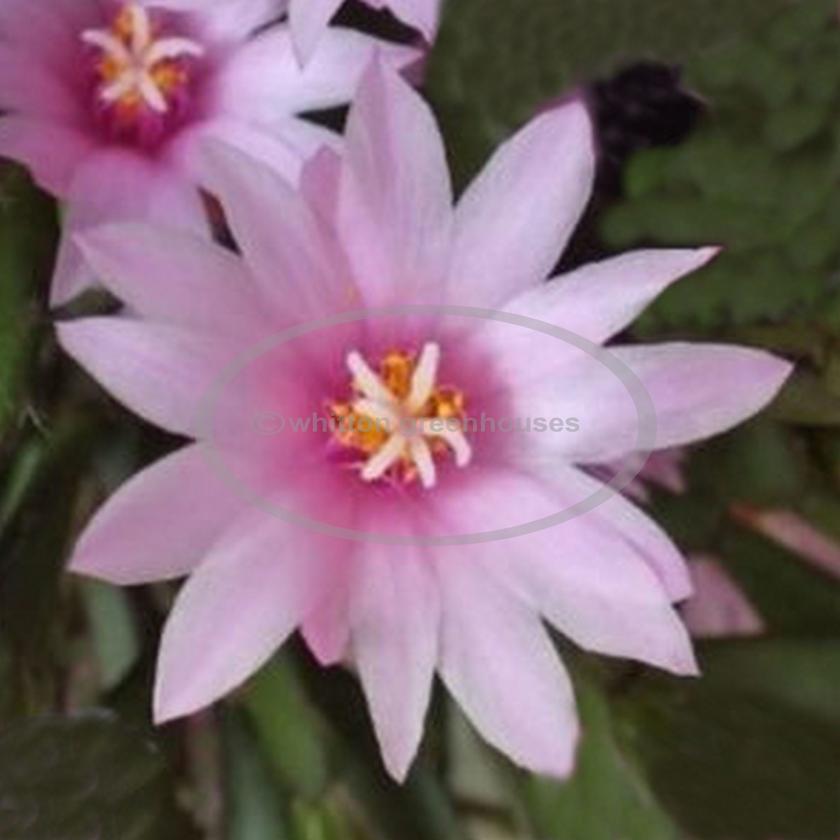(image for) rosea
