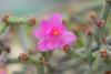 Hatiora herminiae