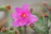 Hatiora herminiae