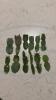 Thanksgiving/Christmas cactus cuttings assortment - 12 different unique varieties